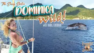 # 127 Dominica WILD! Tropical Island - Caribbean - Untouched Beauty and Huge Whales SEASON 7