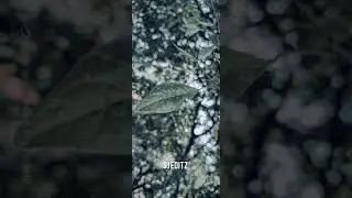 leaves 🥦 #shorts #video