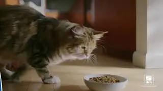 Диетический рацион Hill's Prescription Diet c/d Urinary Stress для взрослых кошек