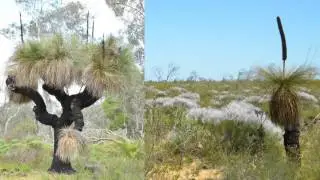 Land of Wild Colour - Australian Wildflowers