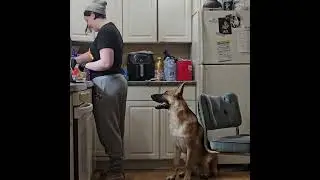 kitchen help #germanshepherdpuppy #gnshepherd #puppy #wanderingwiley