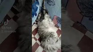 Две кошки и один кот #Я милый, няшный котик !#великолепный