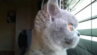 Cat Кота заклинило