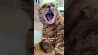 Причины неприятного запаха из пасти кошки 