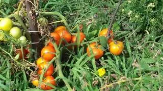 помидоры на грядке tomatoes in the garden