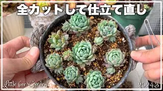 [Succulents] Re-tailoring overgrown succulents [Gardening]