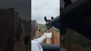 Wild Animals Adventures