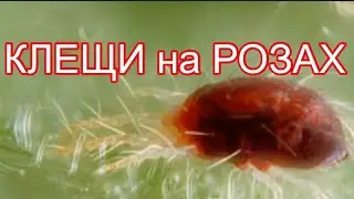 РОЗЫ. ЭФФЕКТИВНАЯ ОБРАБОТКА РОЗ ОТ  КЛЕЩЕЙ.