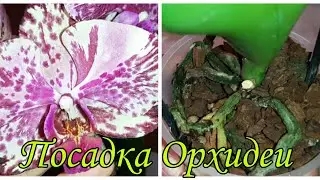 Посадка Орхидеи из Пятёрочки | Phal. Magic Art - Пятёрочка