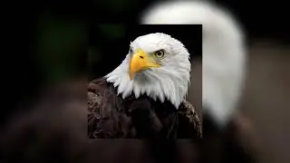 HELL YEAH 🦅🦅🦅 MONTAGEM VOZES PROFUNDAS - DJ MAXZZ | Short Version for Video Edits