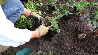 Elfenblume - Einpflanzen im Garten