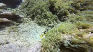 Kaş Sualtı Görüntüleri-1
