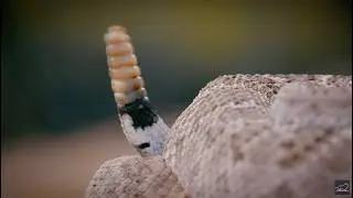 Arizona : au royaume du crotale
