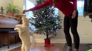 Danse des Mirlitons - Featuring Kaili & Rasmus