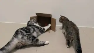 Cute kittens are too obsessed with the box #cat #kitten #cute #catlover