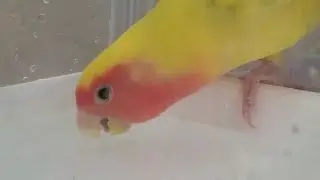 Lovebird Washing Face
