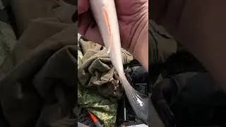 Щука схватила голавля #ловлянаспиннинг #рыбалка #fishing #щукаатакуетрыбу #щука