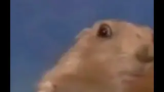 WHAT IS THAT?! (Peppa Pig Compilation)