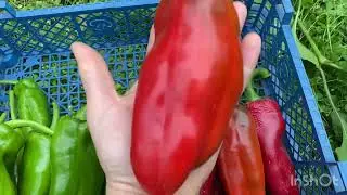 Середина ноября. Последний сбор перца.