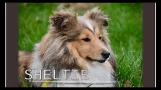Sheltie (příběh)