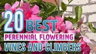 20 Best Perennial Flowering Vines and Climbers