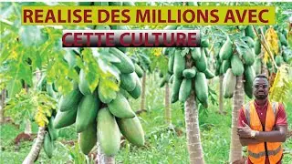 MANAGEMENT OF DWARF PAPAYA PLANTING