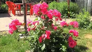 Дары лета.
