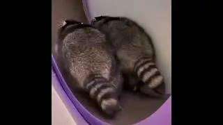Енотьи жопки. Распространите 😋😅😅