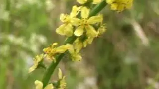 Bach Flower Remedies - Agrimony