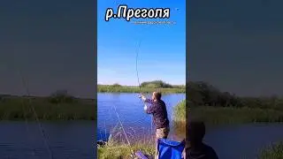 р.Преголя #shorts