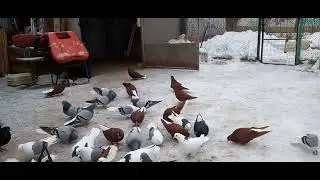 Голуби Самара В.Рагузин