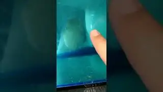 Yakut tetra yavrulama