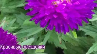 #астры