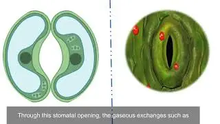 Structure Of A Leaf