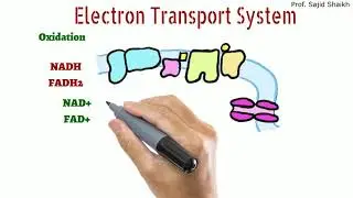 concept of Electron transport system and oxidative phosphorylation
