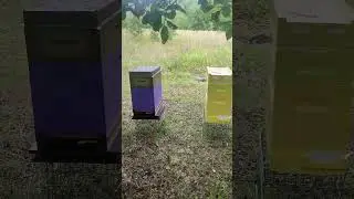 На васильке "0"
