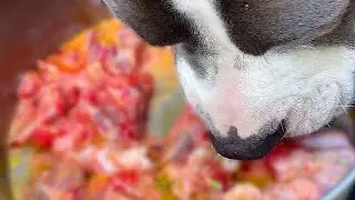 ¿Qué COME mi PERRO para estar TAN FUERTE? 🐶💪