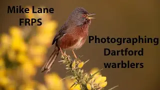 Photographing Dartford warblers