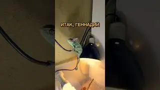 ИТАК, ГЕННАДИЙ!🙌🏻🦎 #йеменскийхамелеон хамелеон дома