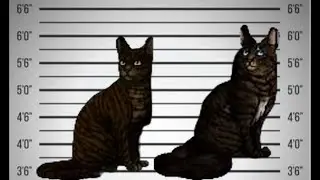 If Warrior Cat villains were charged for their crimes 2 (TNP)
