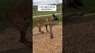 Entraînement d’équilibre pour Seven 🤗