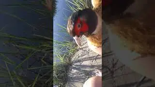 Споймал фазана на днепре