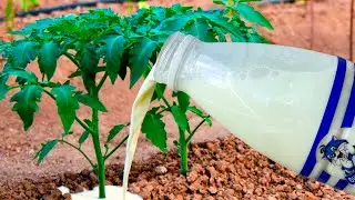 Even dead cucumbers, tomatoes, peppers will instantly grow and will not get sick, natural top dress
