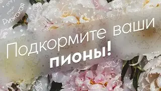 Срочно! 💐 Подкормите ваши пионы!