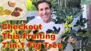 Sport Bud vs. Chimera Defined | Fig Taste Test | Organic Tree Paste & 6 Macros Fertilizer