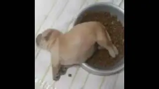 Perrito sad