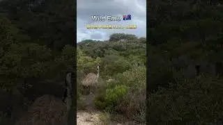 Wild Emu🦃🇦🇺野生のエミューに遭遇