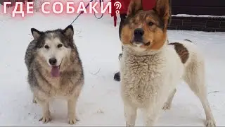 Dogs arrive Where are they now and how do they live