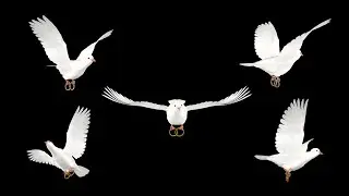 Wedding Doves - Fling Loops and Transitions