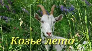 стихи о жизни КОЗЬЕ ЛЕТО #стихипрожизнь#слушатьстихи #поэзия